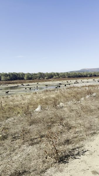 Cattle on the dry reservoir bed